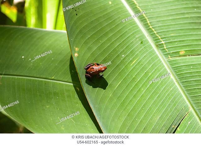 Poisonous frog, Parque Nacional Tortuguero, Costa Rica