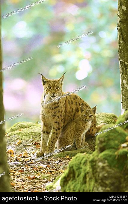 Eurasian Lynx, Lynx lynx, mother with young, Bavarian Forest, sitting, Bavaria, Germany, Europe