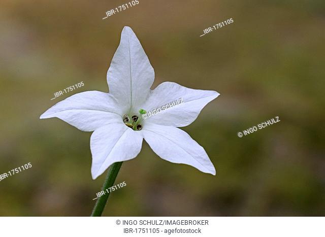 Longflower Tobacco (Nicotiana longiflora), flower, South America, America