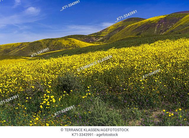 The Carizzo Plain National Monument with wildflowers of the 2019 Superbloom, California, USA