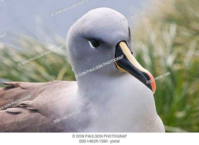 Close-up of a Grey-Headed albatross Thalassarche chrysostoma, South Georgia Island, South Sandwich Islands