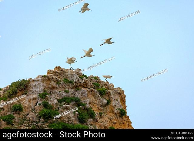 Group of little egrets on flight, Sciacca, Agrigento district, Sicily, Italy