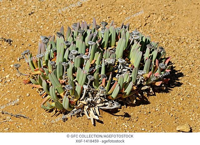 Cheiridopsis sp  in habitat, Aizoaceae, Mesembs, Goegap Nature Reserve, Namaqualand, South Africa