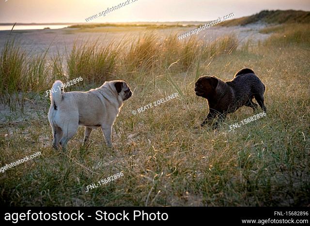 Two pug dog playing at beach, Sylt, Schleswig-Holstein, Germany, Europe