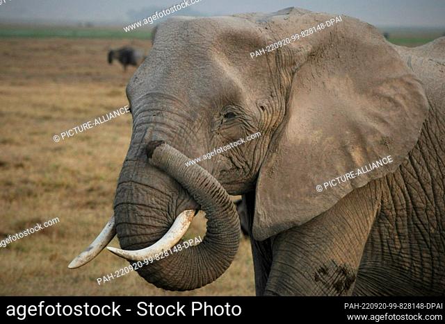 FILED - 22 August 2022, Kenya, Amboseli: An elephant walks through Amboseli National Park. Located southeast of Nairobi not far from the Kenyan border with...