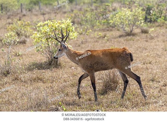 Brazil, Mato Grosso, Pantanal area, Marsh Deer ( Blastocerus dichotomus), male