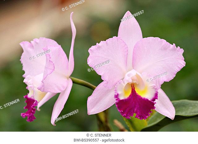 Cattleya orchid (Cattleya spec.), Cattleya intermedia var. aquinii x Potinara Creole x Irene Finne