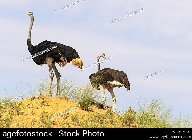 Ostrich (Struthio camelus). Male on the left and female with several chicks on the ridge of a grass-grown sand dune. Kalahari Desert