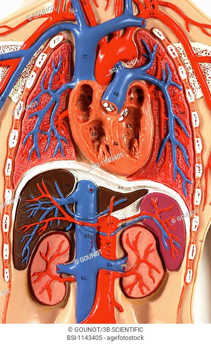 Anatomic model of the blood circulation of the chest of an adult human body, face on. The pulmonary circulation carries the deoxygenated blood
