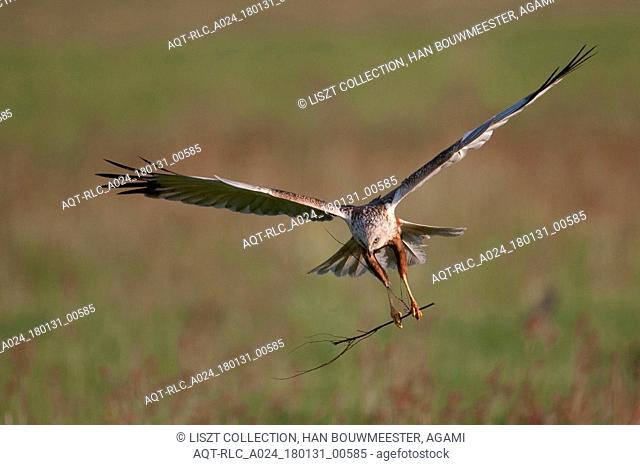 Western Marsh Harrier flying with branch, Western Marsh Harrier, Circus aeruginosus