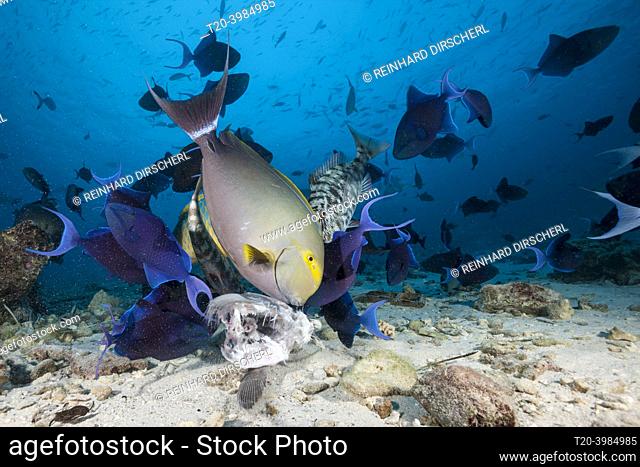 Coral fish eat fish bait, Acanthurus xanthopterus, North Male Atoll, Indian Ocean, Maldives