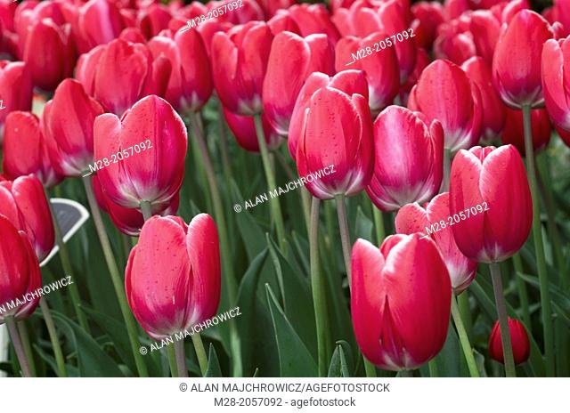Tulips in Roozengaarde Display Gardens, Skagit Valley Washington