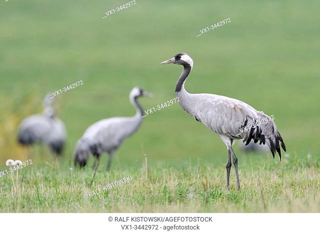 Common Crane ( Grus grus ), resting on grassland, meadow, during migration in fall, close by, watching very attentive, detailed shot, wildlife, Europe
