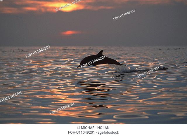 Long-beaked Common Dolphin Delphinus capensis at sunset. Northern Gulf of California, Mexico rr