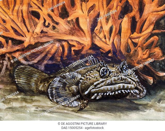 Oyster Toadfish or Ugly Toad (Opsanus tau), Batrachoididae, drawing