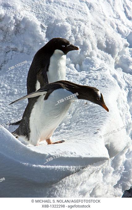 A banded adult Adelie penguin Pygoscelis adeliae watches as a gentoo penguin approaches an ice cornice on Barrentos Island in the Aitcho Island Group