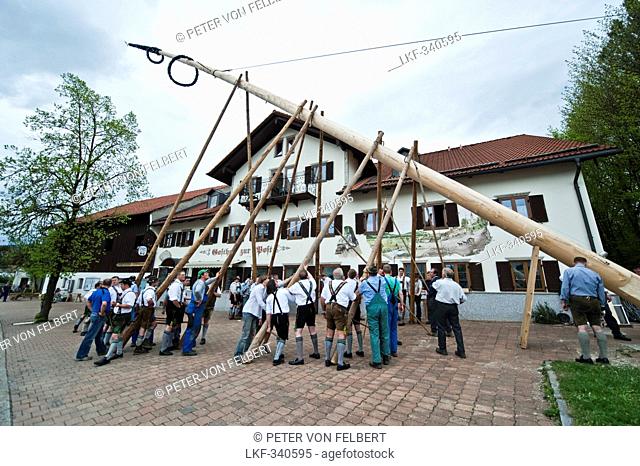 Erection of Maypole, Maypole celebration, Sindelsdorf, Weilheim-Schongau, Bavarian Oberland, Upper Bavaria, Bavaria, Germany
