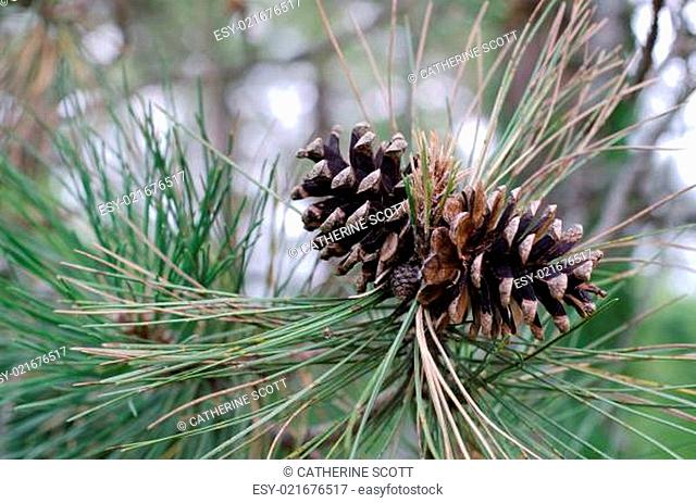 Two Pine Cones on a Tree