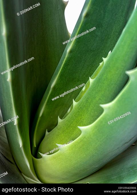 Closeup of aloe vera leaves