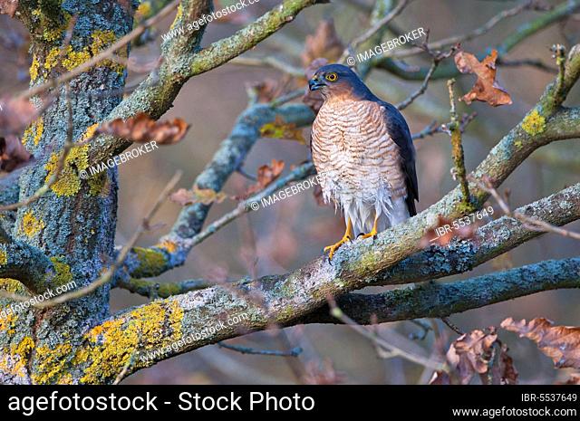Eurasian eurasian sparrowhawk (Accipiter nisus), adult male, with wet plumage after bathing, sitting on a branch in oak woodland, Norfolk, England