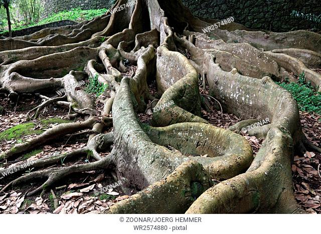 Ficus macrophylla, butress roots, Azores