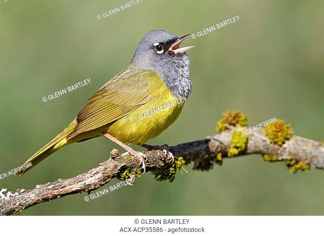 MacGillivray's Warbler Oporornis tolmiei perched on a branch in Victoria, BC, Canada