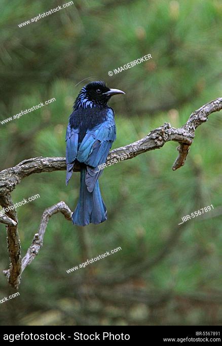 Hair-crested Drongo (Dicrurus hottentottus brevirostris) adult, perched on branch, Beidaihe, Hebei, China, Asia