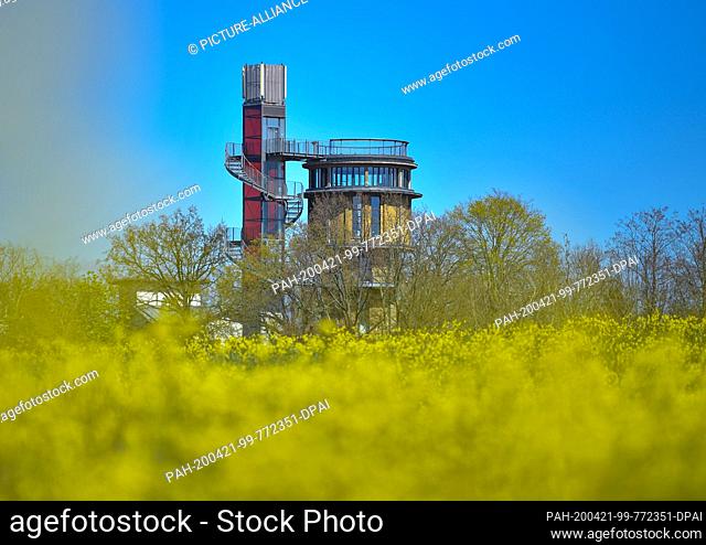 20 April 2020, Brandenburg, Joachimsthal: Behind a yellow flowering meadow is the water tower with viewing platform and elevator from the Biorama Project