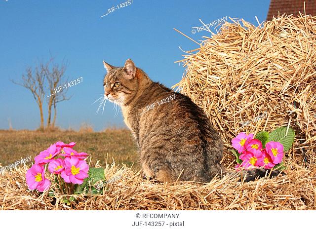 tabby cat - sitting on bale of straw