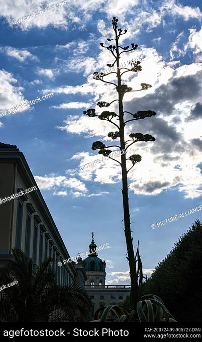 21 July 2020, Berlin: The flower of an agave grows in the garden of Charlottenburg Palace. The plants, originally from Mexico