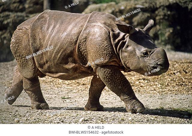 Young indian rhinoceros Stock Photos and Images | agefotostock