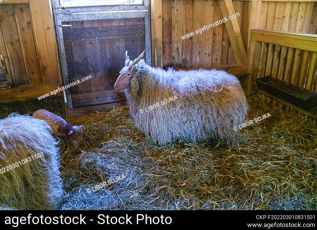 The Racka Hungarian, Hortobagy Racka Sheep, Ovis aries, in Cumberland Wildpark in Grunau im Almtal, Upper Austria, February 23, 2022