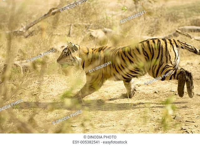 Tiger panthera tigris running ; Ranthambore tiger reserve ; Rajasthan ; India