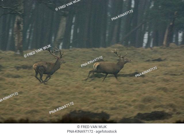 Red Deer Cervus elaphus - National Park De Hoge Veluwe, Guelders, The Netherlands, Holland, Europe