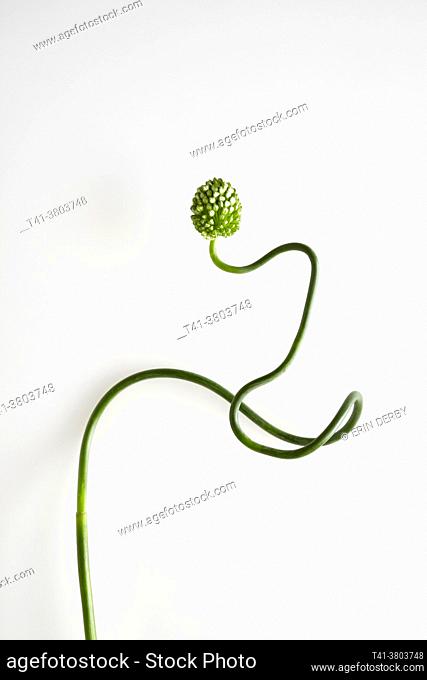 One allium snake ball curled against a white background