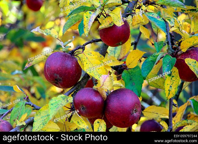 Rote Äpfel auf einem Baum