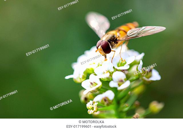 bee to a white flowers Sweet Alyssum (Lobularia maritima)
