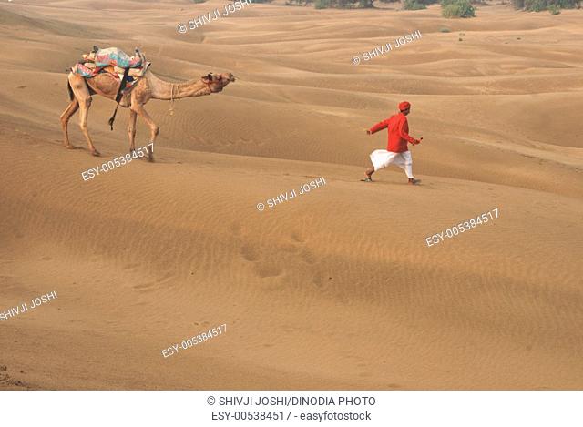 Camel with man moving fast on sand dunes of Khuri ; Jaisalmer ; Rajasthan ; India