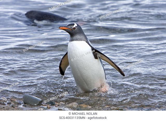 Adult gentoo penguin Pygoscelis papua swimming in to the beach from sea in Neko Harbour in Andvord Bay, Antarctica There are an estimated 80