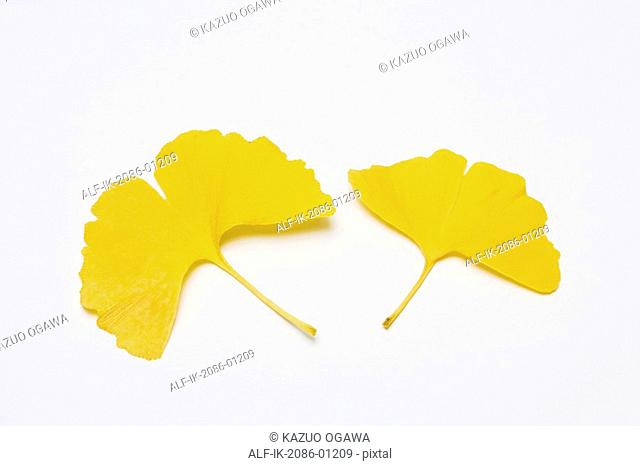 Yellow Gingko Leaves on White Background