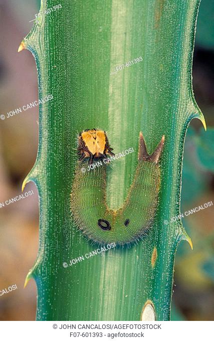 Owl Butterfly Caterpillar (Dynastor Darius) on Bromelia. Costa Rica. Tropical Dry Forest