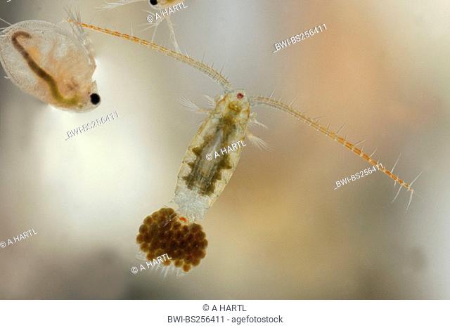 copepods Copepoda, cf. Eudiaptomus gracillis, male with egg pouch, Germany, Bavaria