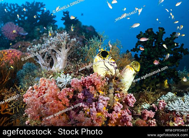 Colored Coral Reef, Raja Ampat, West Papua, Indonesia