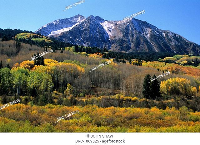 Ecosystem, Mountain, East beck with mountain in West Elk Range, autumn quaking aspens, september, Gunnison National Forest, Central Colorado