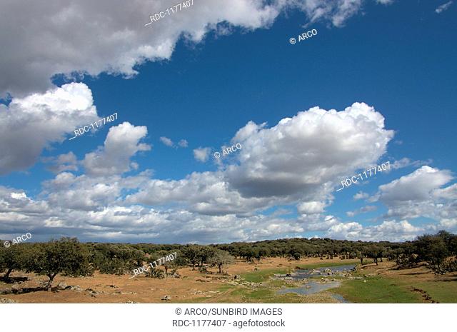 Rio Magasca, Dehesa landscape in Extremadura