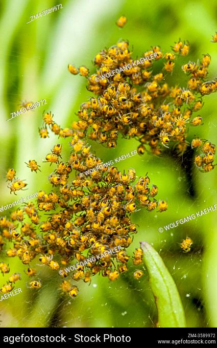 Newly hatched spiders in a garden in Bellevue, Washington State, USA
