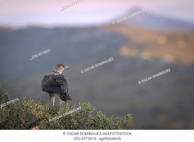 Bonelli's Eagle (Aquila fasciata) adult male perched on Holm oak tree (Quercus ilex). Extremadura. Spain