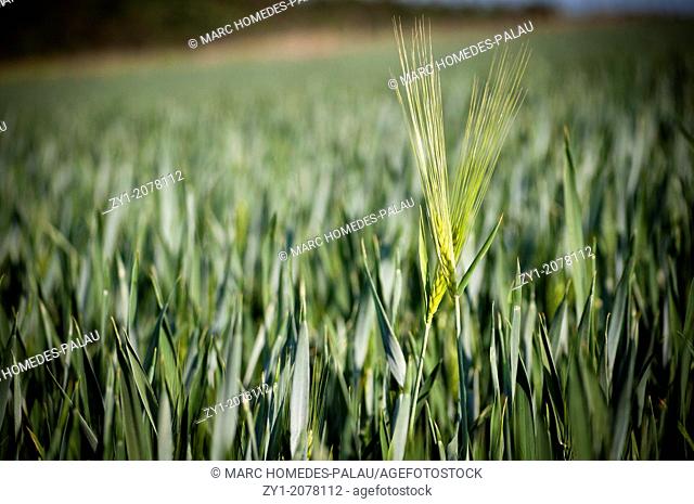 Couple motive: Wheat field in Germany