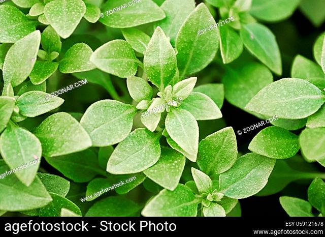 Background of green basil plants growing together