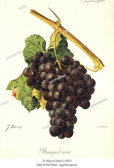 Pierre Viala (1859-1936), Victor Vermorel (1848-1927), Traite General de Viticulture. Ampelographie, 1901-1910. Tome IV, plate: Braquet Noir grape